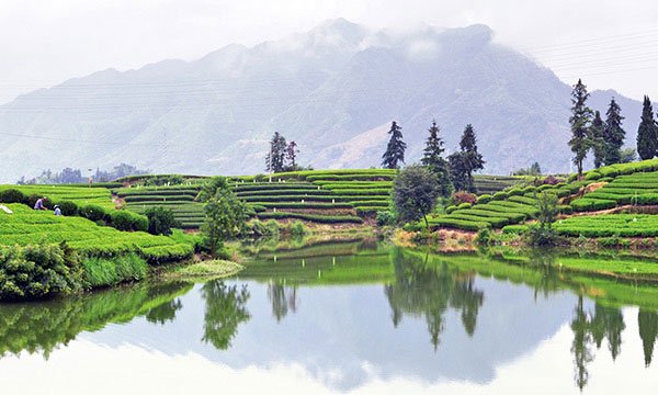 松阳风景。图源网络